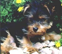 puppy