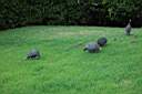 Guineafowl.JPG