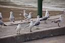 Seagullwatch.JPG