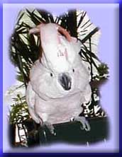 JOIN THE COCKATOO RING