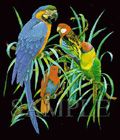 parrots.jpg