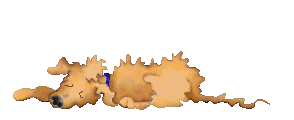 scragglydog.gif