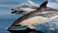 Dolphins