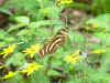 bflybwcover.jpg (60554 bytes)
