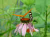 bflybwpinkflw.jpg (38979 bytes)