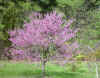 chrtreeeastcm.jpg (125243 bytes)