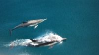 pacific dolphins