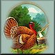 The Turkey