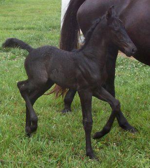 Glick's Admiral Bird, a rare solid homozygous black Morgan colt.
