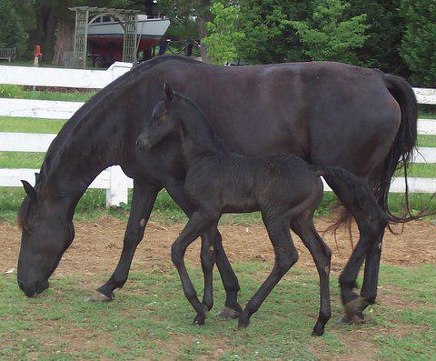 Glick's Lady Shadowhawk, a rare solid homozygous black Morgan mare. Linebred to Shadowhawk