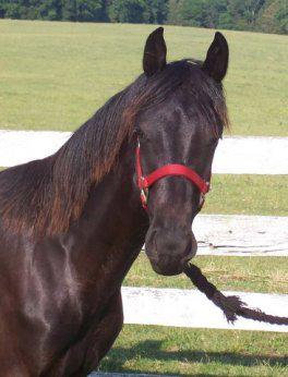 Glick's Black Bird, a rare solid homozygous black Morgan filly.