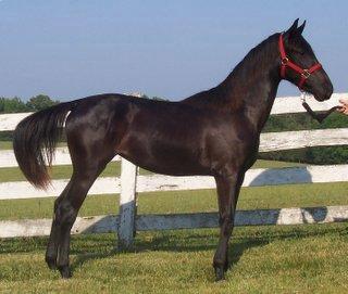 Glick's Black Bird, a rare solid homozygous black Morgan filly.
