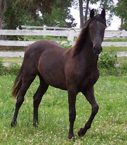 Glick's King Mick, a rare solid homozygous black Morgan stallion