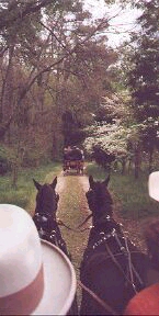 Morgans and carriages on the trail.