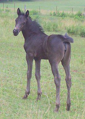 Glick's Regal Blackhawk, a rare homozygous black Morgan filly.