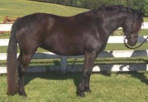 Glick's Sally Forrest, a rare solid homozygous black Morgan mare.
