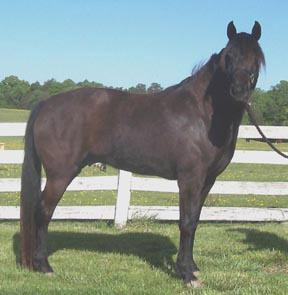Glick's Sally Forrest, a rare solid homozygous black Morgan mare.