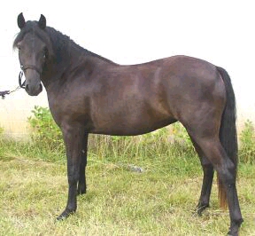 Glick's Blackeyed Susan