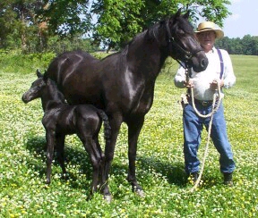 Glick's Blackeyed Susan with Sir Prize