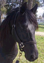 Head Photo: D-J Zoba (Zoey) Homozygous Black Morgan Stallion