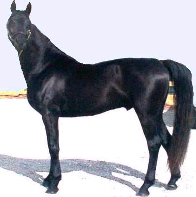 D-J Zoba, a rare homozygous solid black Morgan stallion.