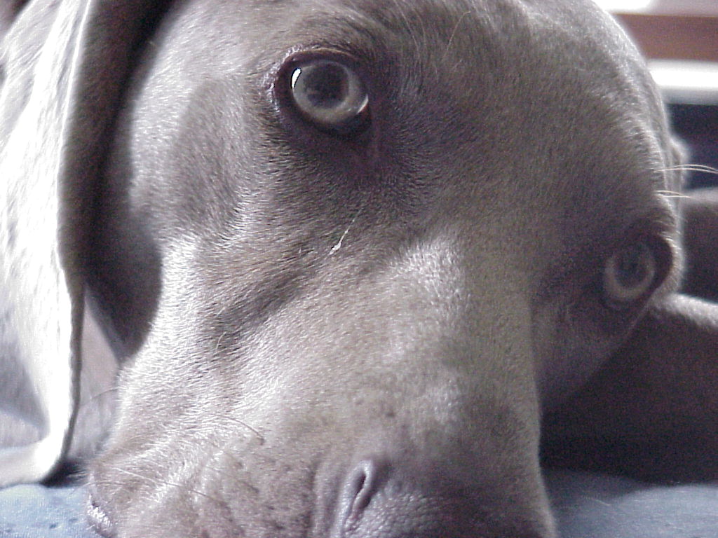 Pretty Girl
