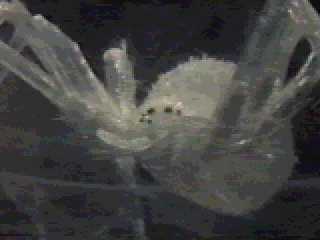 Krull 091