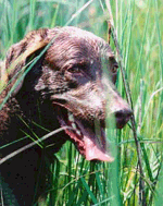 Chesapeake Bay Retriever