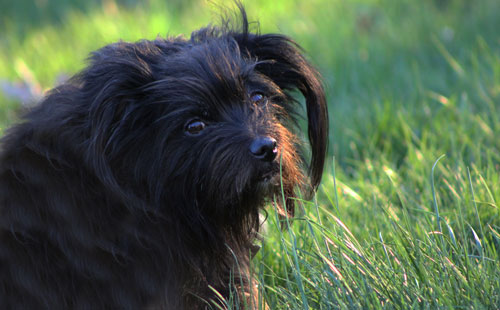 Dog