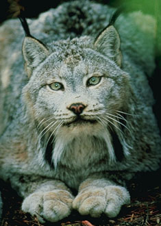 A wild Lynx posing for the camera