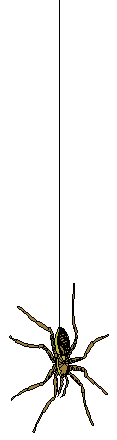 spider