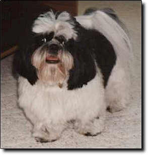 Shih Tzu Photo (11K)