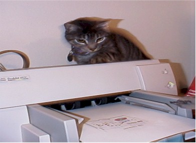 Computer Kitty