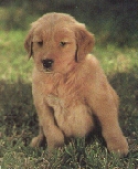 GINGER