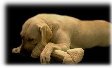 Moose and her bone!
