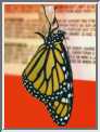 mhatch1.jpg