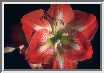 f-amaryllis.jpg
