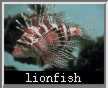 lionfish.jpg