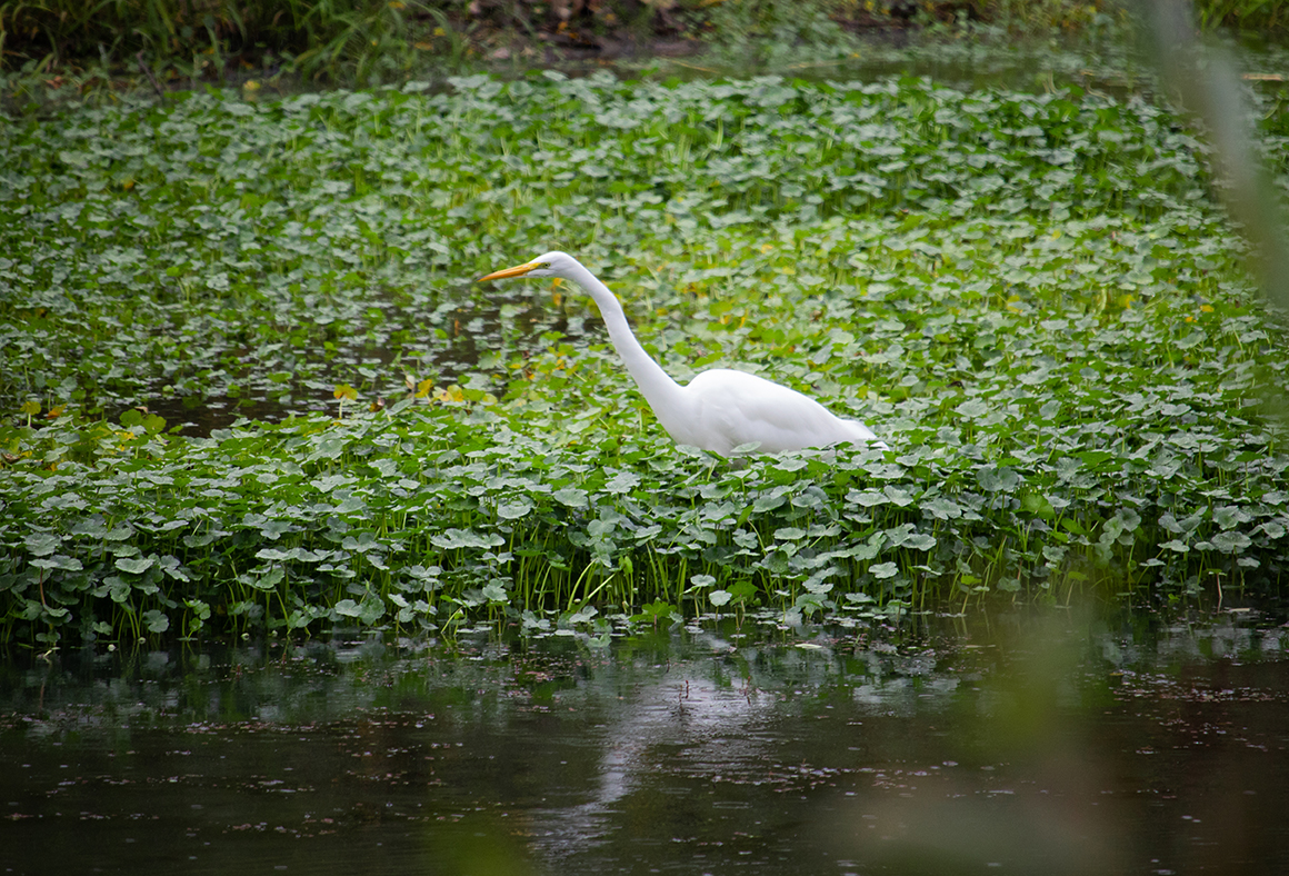 heron