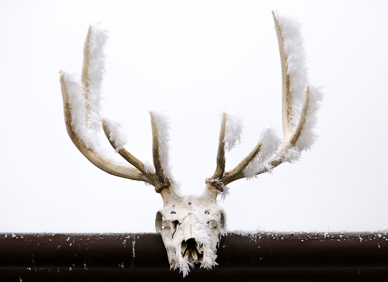 skull