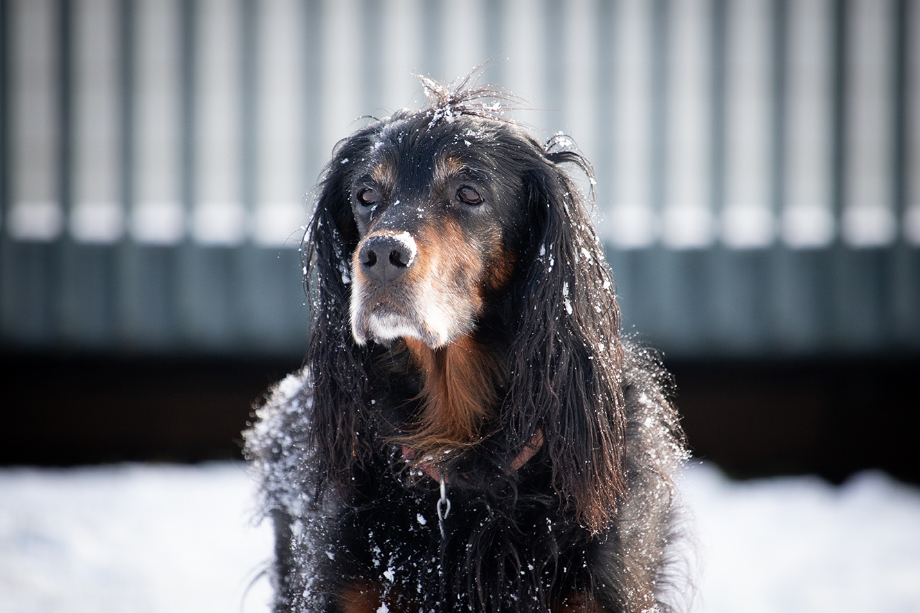 dog