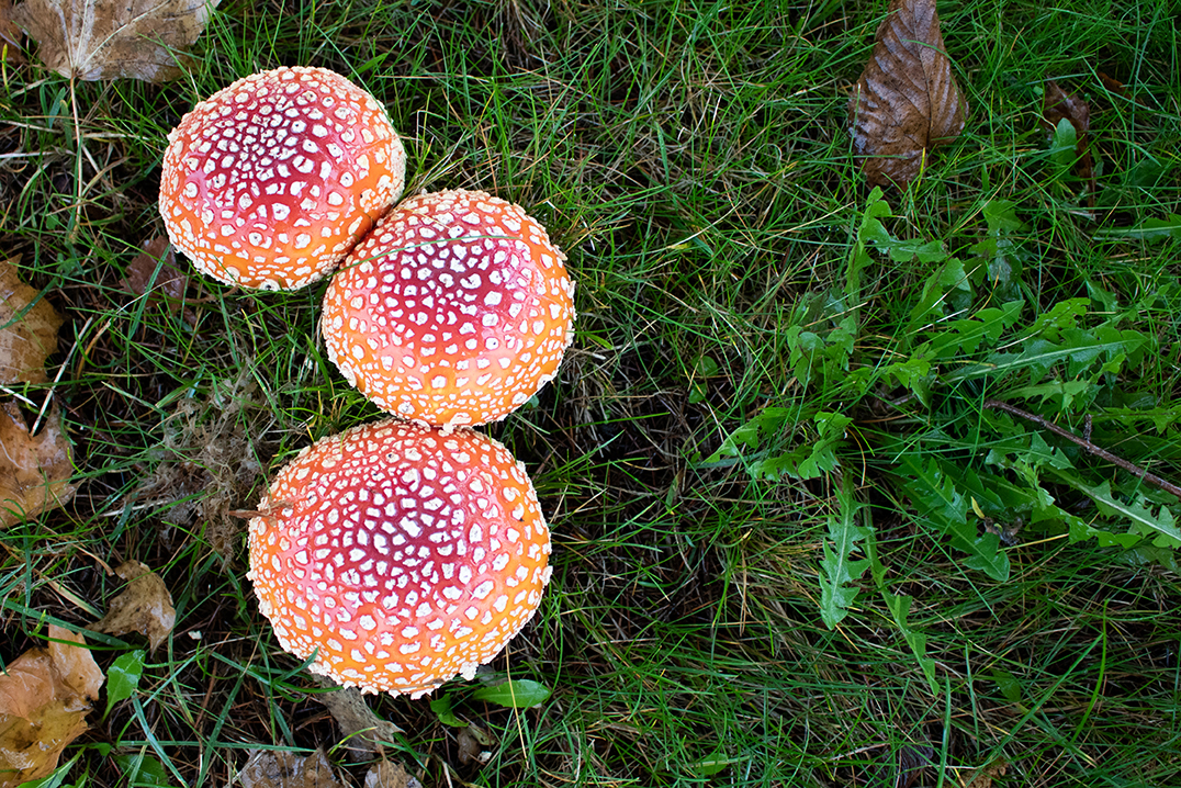 mushroom