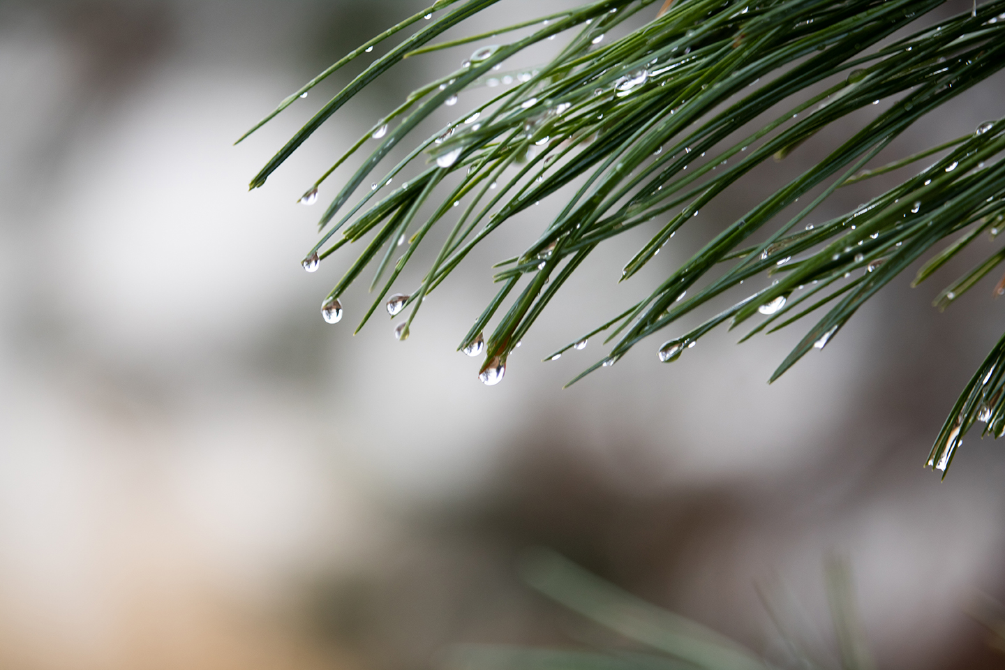 pine