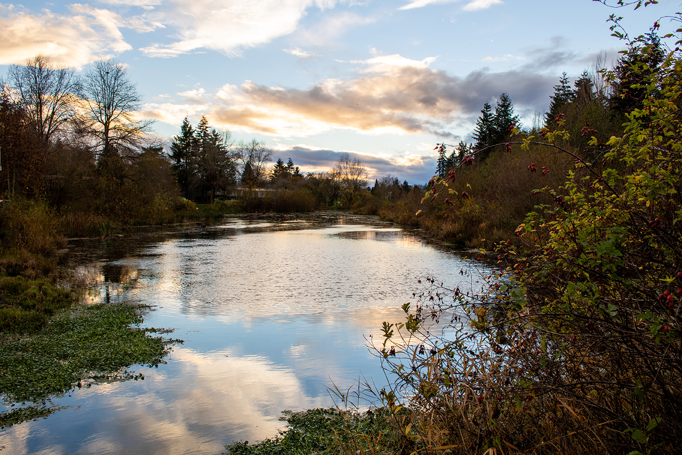 pond