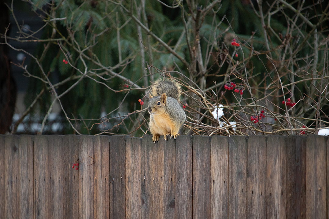 squirrel