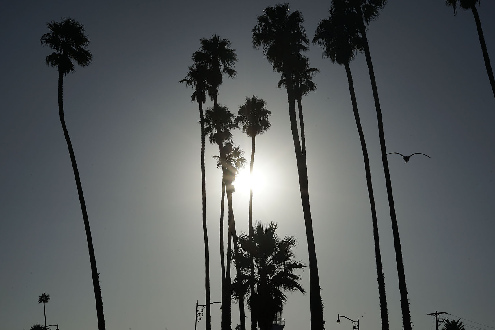 palm trees sunshine beach
