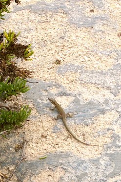 Salamander in Xlendi