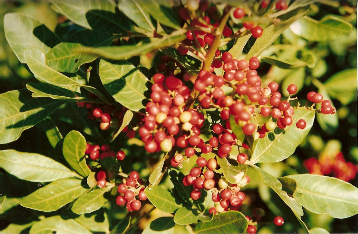 Schinus terebenthifolius