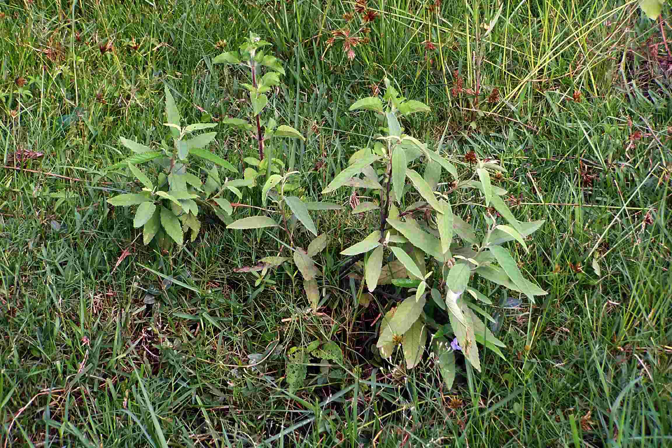 Cordia curassavica
