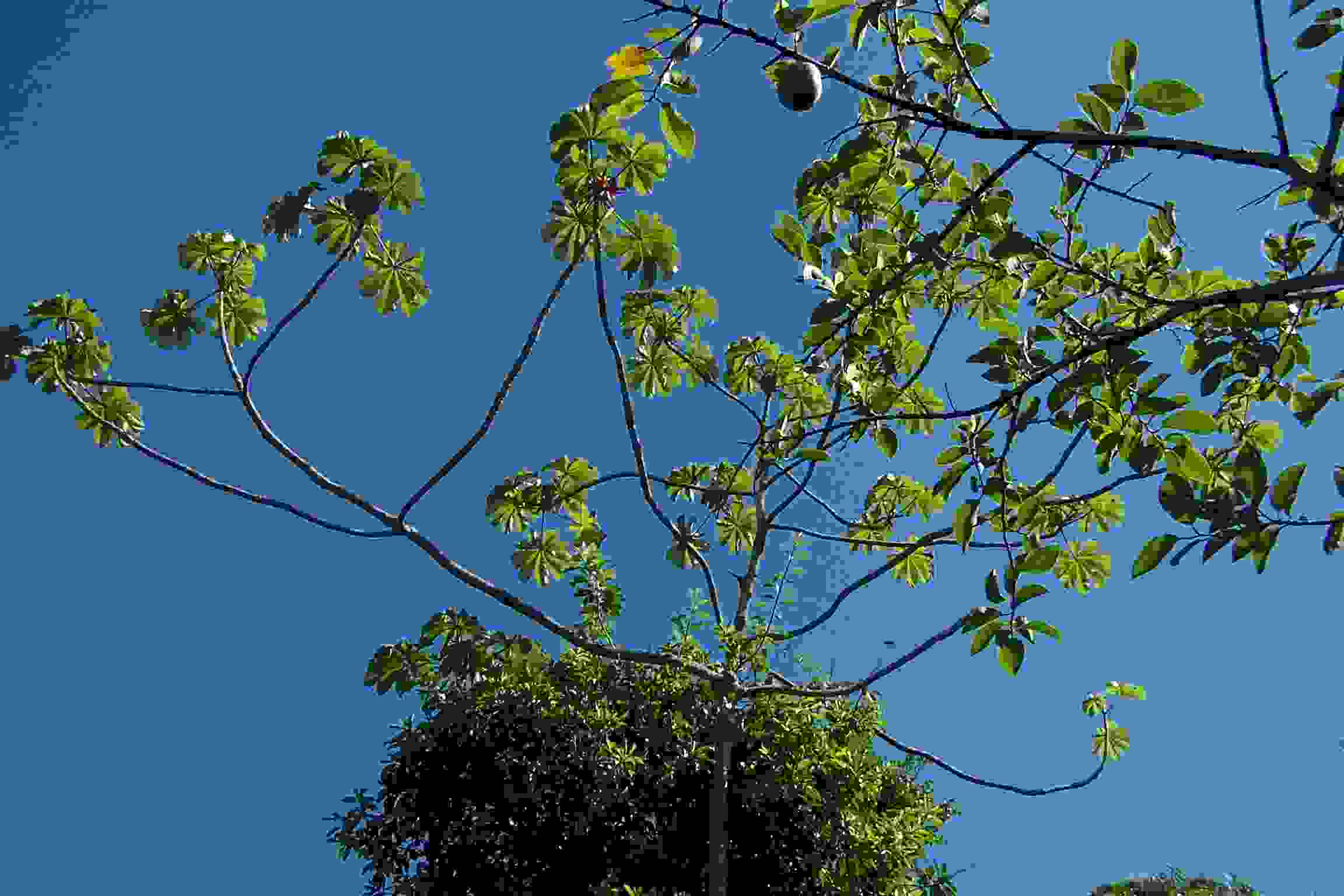 Cecropia glaziovi
